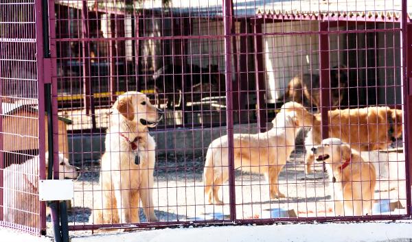 paylasilamayan-golden-cetesinin-yeni-adresi-barinak-oldu_6380_dhaphoto10