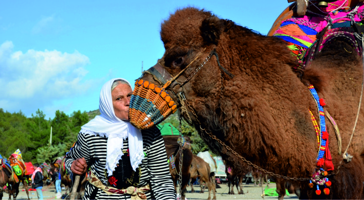 160 DEVE GÜREŞTİ… BİNLERCE KİŞİ İZLEDİ…