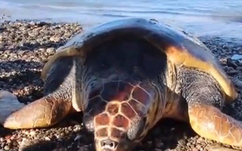 arena caretta caretta 1