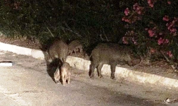 bodru-da-domuz-saldirisi