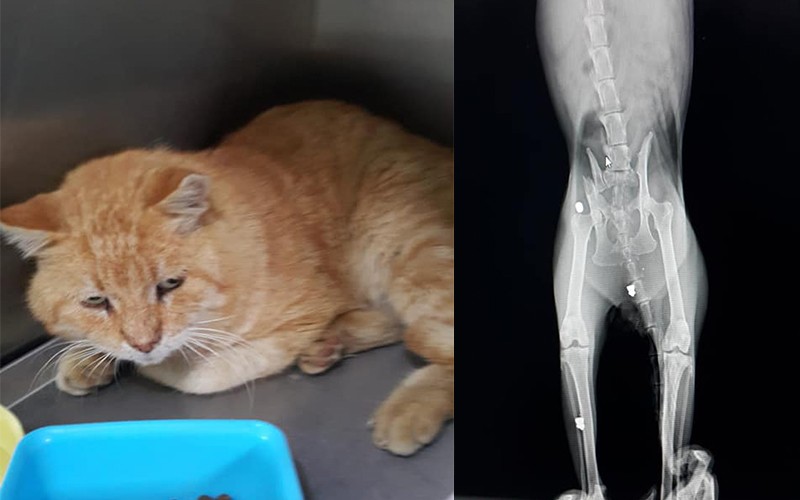 BODRUMDA BU CANLARA KİMLER ZARAR VERİYOR???