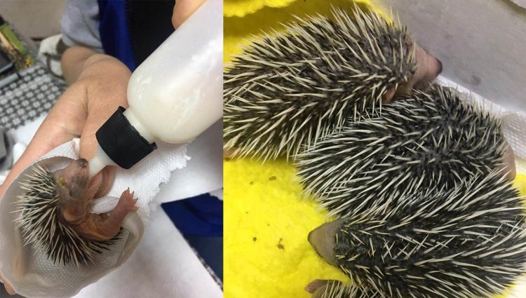 4 YAVRU KİRPİYE NE OLACAK…