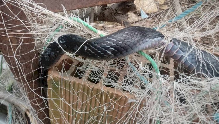 YILAN BAHÇEDEKİ BALIK AĞINA TAKILDI…