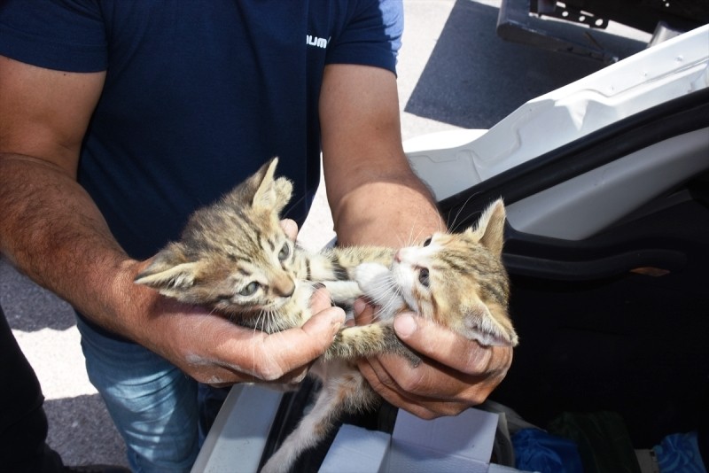 UZUN UĞRAŞLAR SONUNDA ÇIKARMAYI BAŞARDILAR…