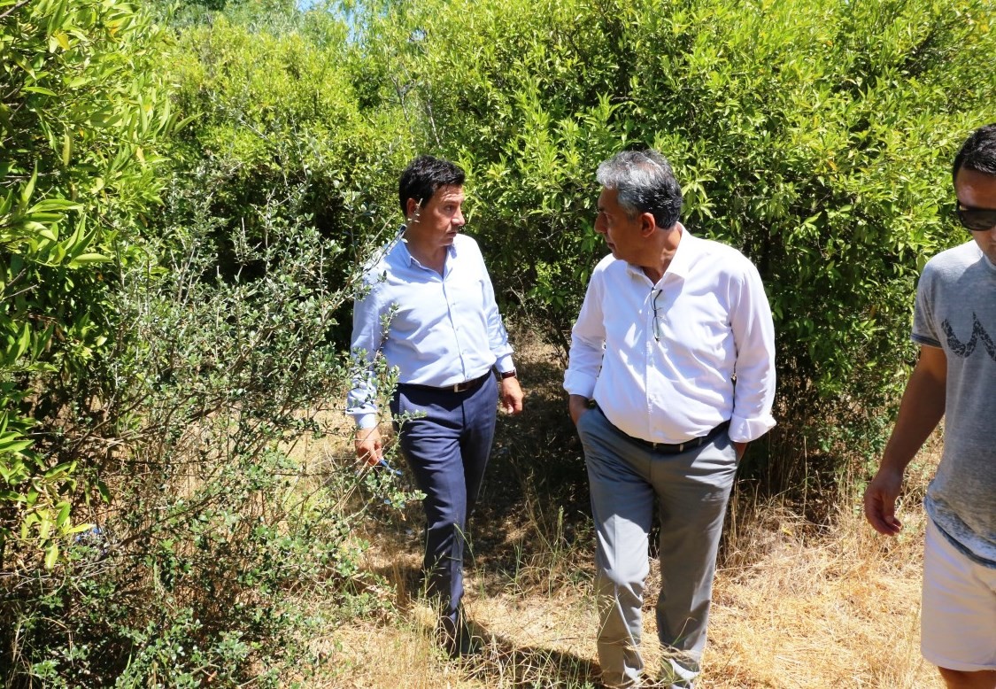 bodrum mandalina bahçeleri 1