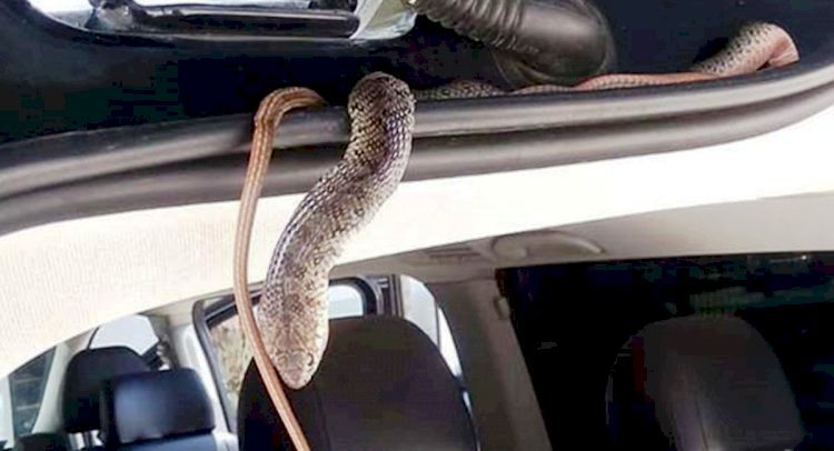 GÖZÜNÜ AÇTIĞINDA BU MANZARAYLA KARŞILAŞTI…