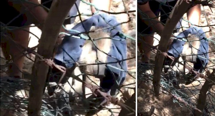 tellere sıkışan yavru domuz