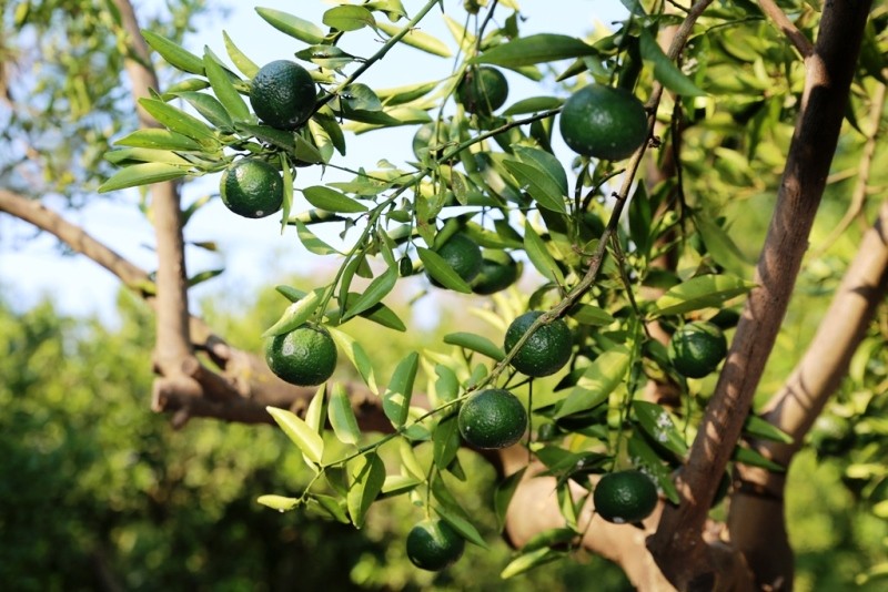 MANDALİNA BAHÇELERİ ESKİ GÜNLERİNE DÖNÜYOR…