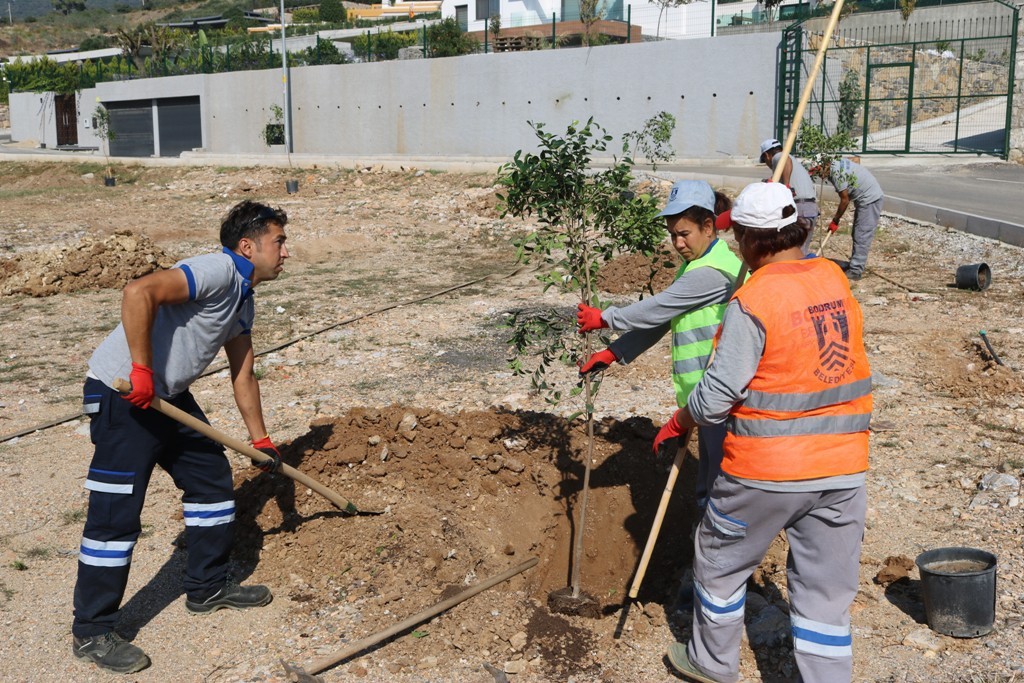 bodrum haytap agac dikimi 2