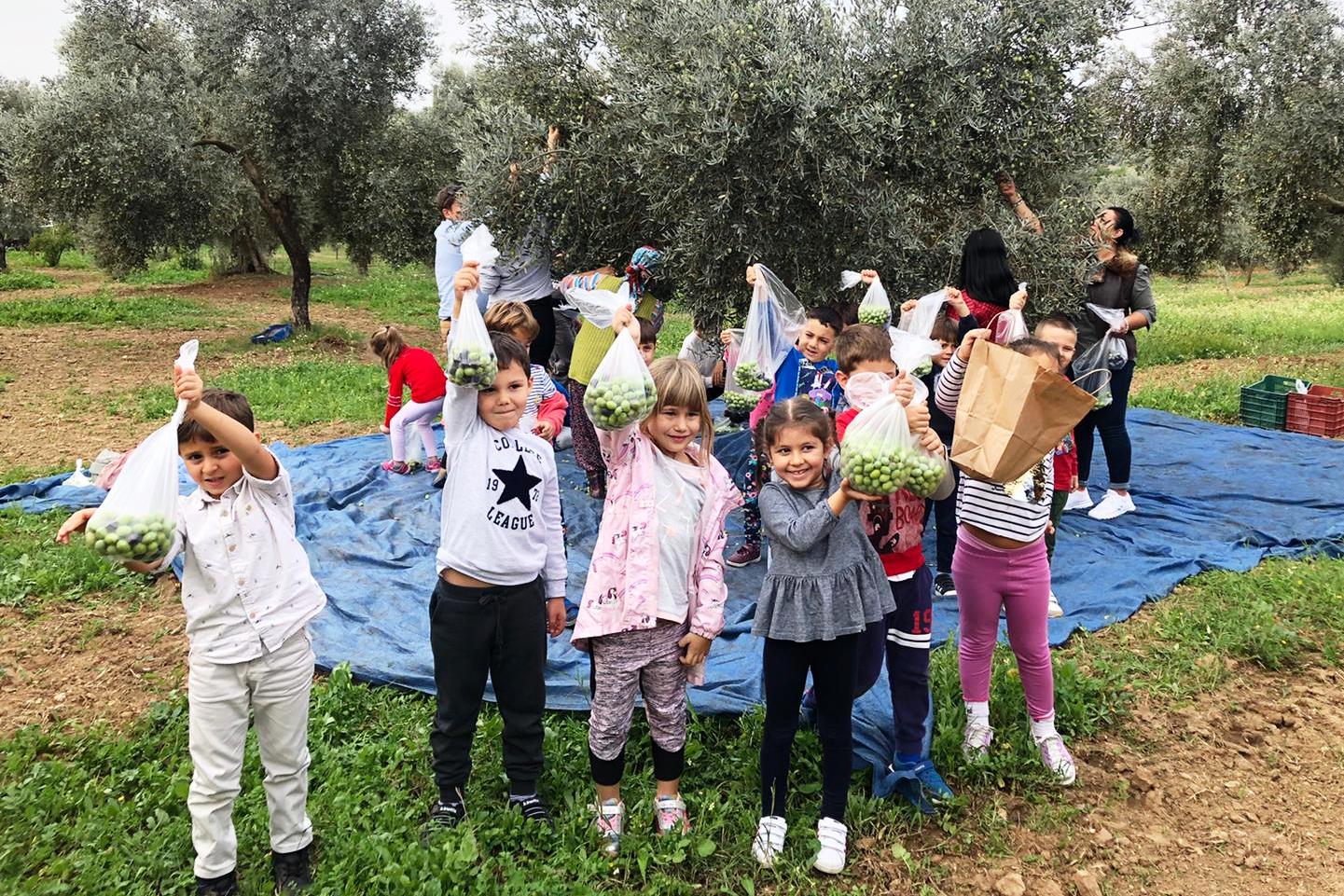 bodrum-ziraat odası-zeytin-toplama-2