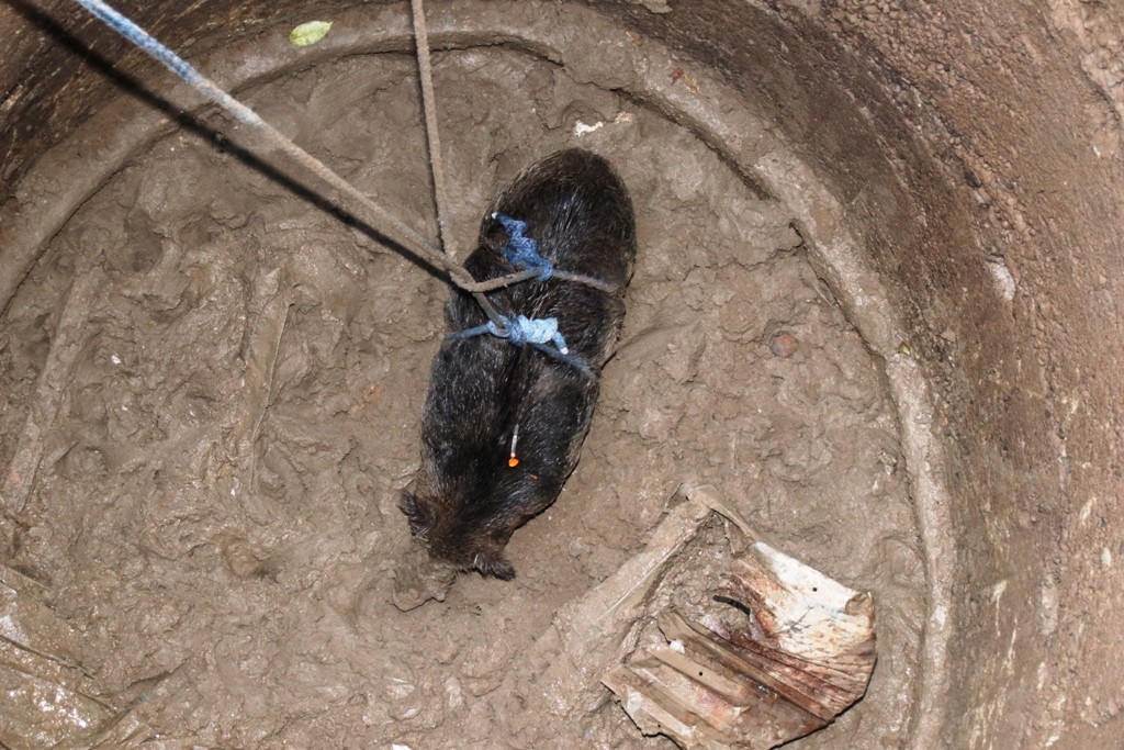 kuyuya-dusen-domuz-kurtarildi-1