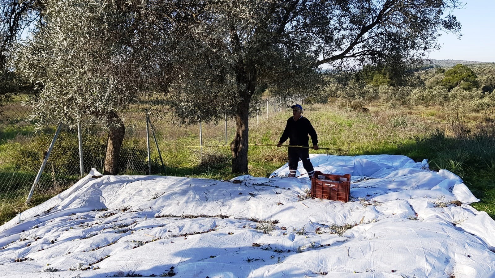 Bodrum Belediyesi kendi yağında kavruluyor…
