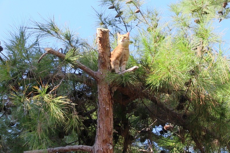 Belediye ekipleri sokak kedisi için seferber oldu..