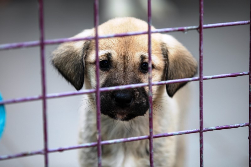 20 Klinik ücretsiz hizmet verecek…