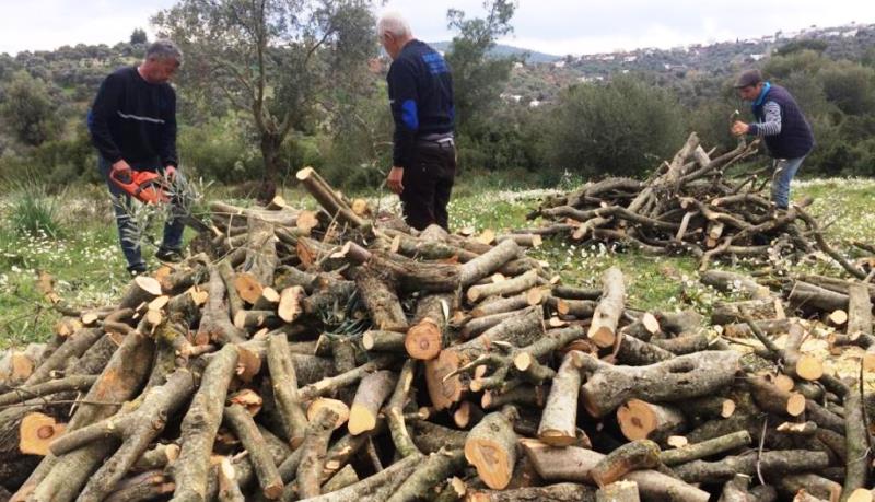 Budanan zeytinler, ihtiyaç giderecek…