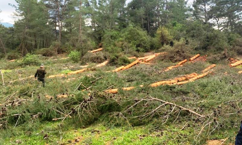 mucep-gokova-ormani-1