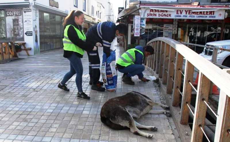 sokak-hyvanlari-1