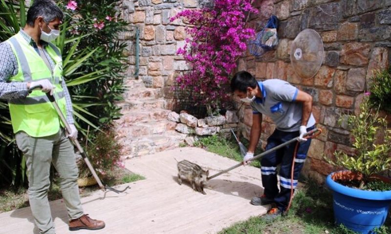 yaban domuzları