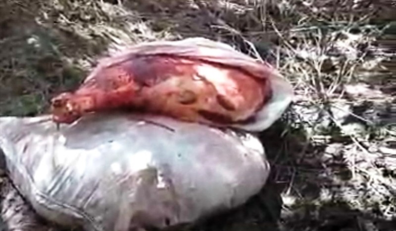 Başkasına Ait İnekleri Keserken Yakalandılar…