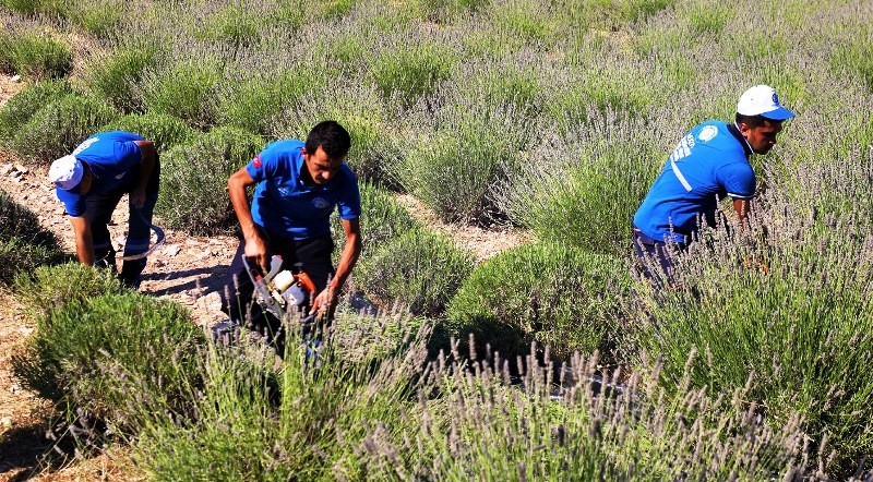 Mor Tarlalarda Hasat Başladı