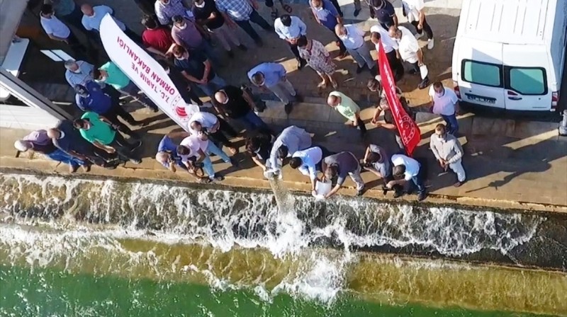 100 Bin Sazan Yavrusu Göle Bırakıldı…