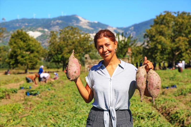 Yöneticiliği Bırakıp Tarıma Yönelen Kadın İlk Hasadını Yaptı…