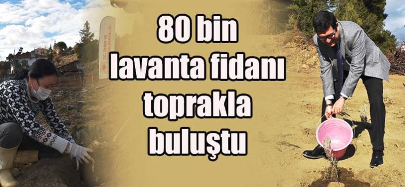 baris saylak