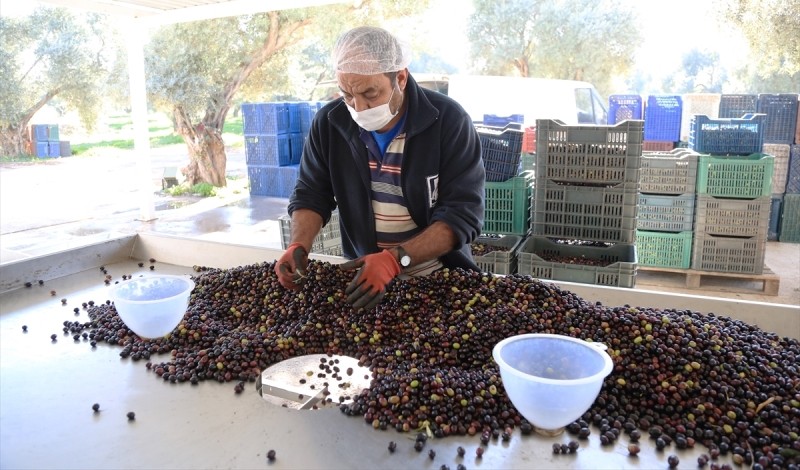Milas ve Türk Zeytinyağı Sektörünün Önü Açıldı…