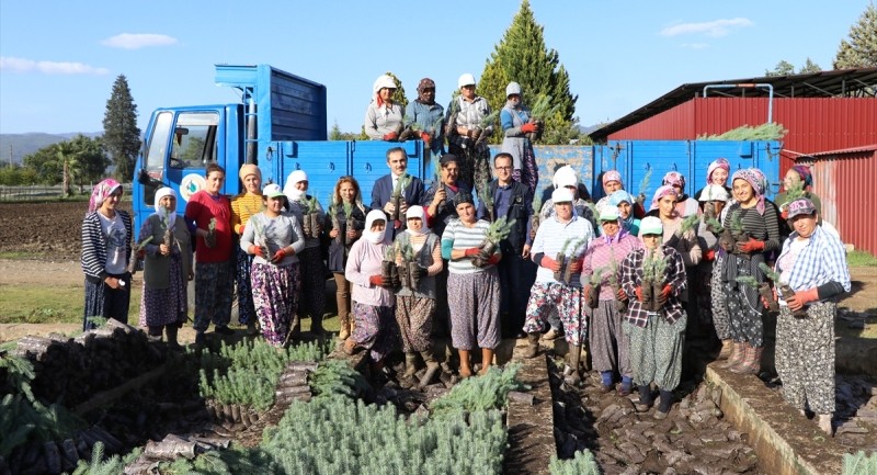 Muğla Orman Bölge Müdürlüğü 9 Milyon 800 Bin Fidan Üretti…