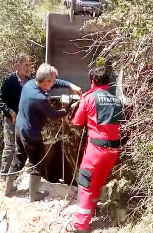 Bodrum’da Tarlada Otlarken Kuyuya Düşen İnek Kurtarıldı…