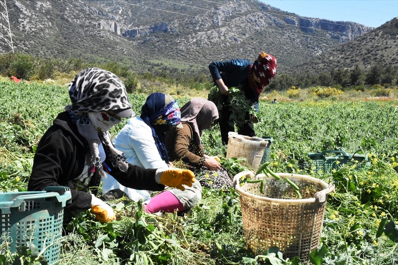 Erkenci Bezelye, Verimi Ve Fiyatıyla Üreticisini Sevindirdi…