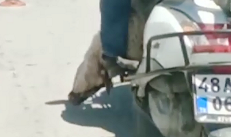 Scooter İle Taşınan Koyun Tepkiye Yol Açtı.