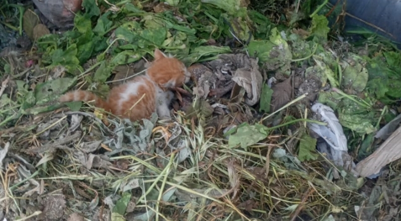 Çöp Konteynerine Bırakılan Kedi Kurtarıldı..