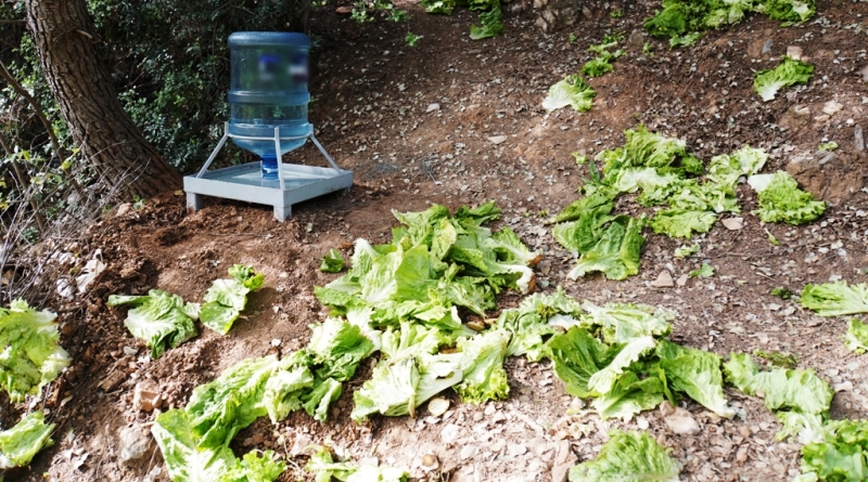 Domuz Beslenme Noktaları Oluşturuldu…