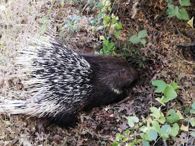 20210602_2_48579175_65722594_Web