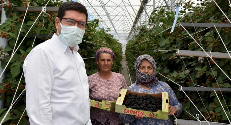 Ahududu ve Böğürtlen Hasadı Yapıldı…