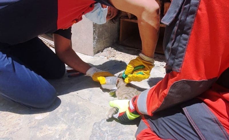 Karnını Doyururken Kafası Konserve Kutusuna Sıkıştırdı…