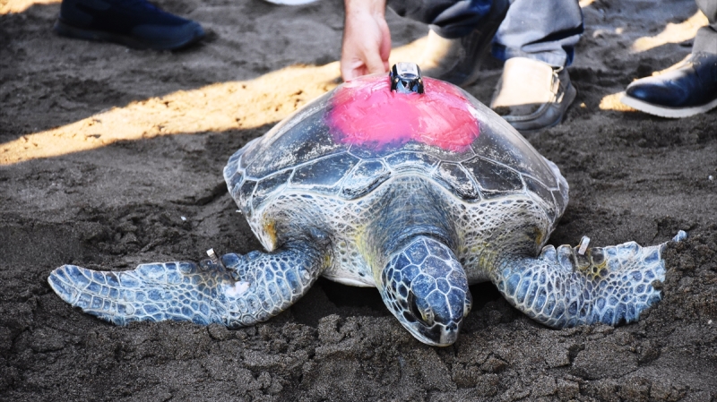 Talay 3 Günde 30 Kilometre Yol Yaptı…