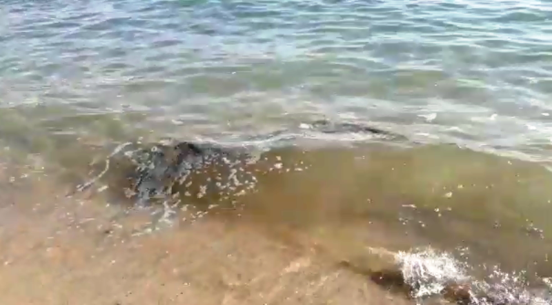 Bodrum’un Denizi Temiz Mi?