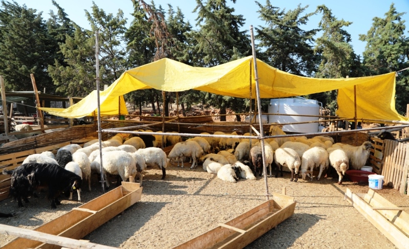 kurban-1