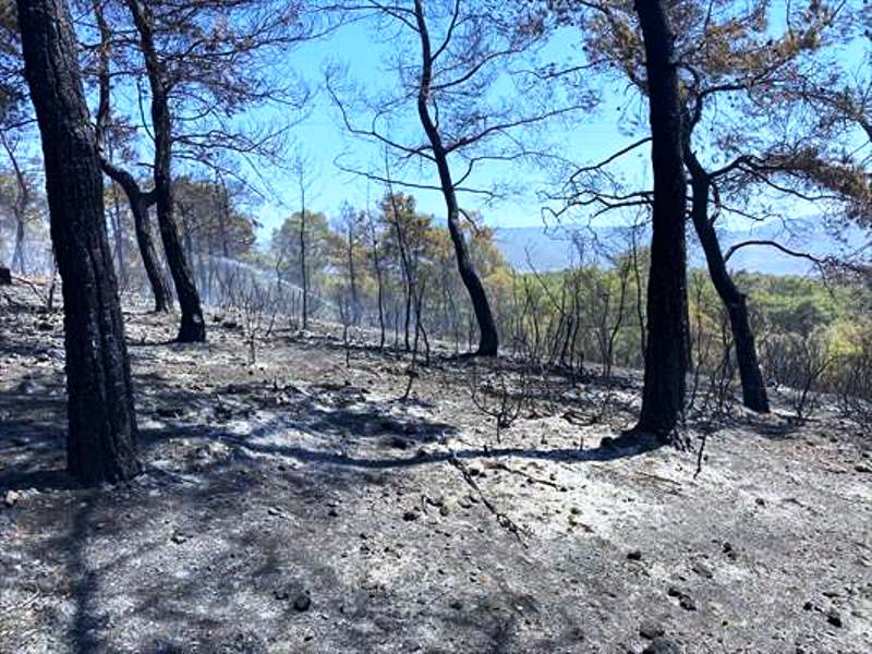 Seydikemer’de Çıkan Orman Yangını Kontrol Altına Alındı…