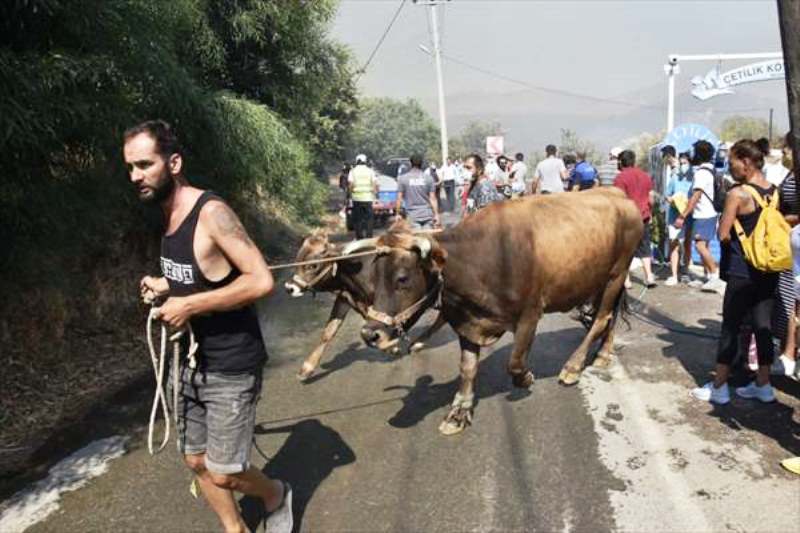 Bodrum Dereköy’de Yangın Başladı!…
