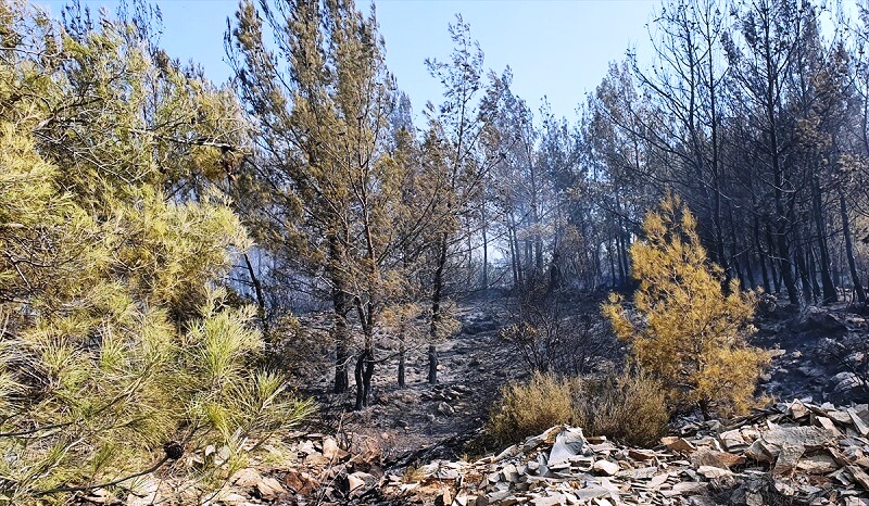 Alazeytin’de 1 Hektar Orman Zarar Gördü…
