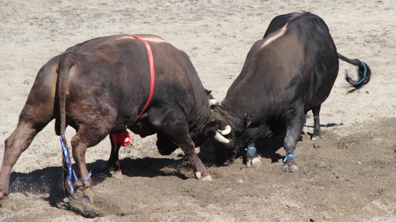 Muğla’da Boğa Güreşi Festivali Yapıldı…