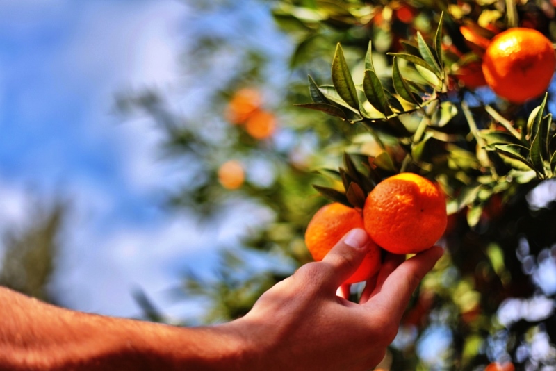 BELEDİYE VE TARKO İŞBİRLİĞİ İLE BODRUM MANDALİNİ TÜM TÜRKİYİDE1