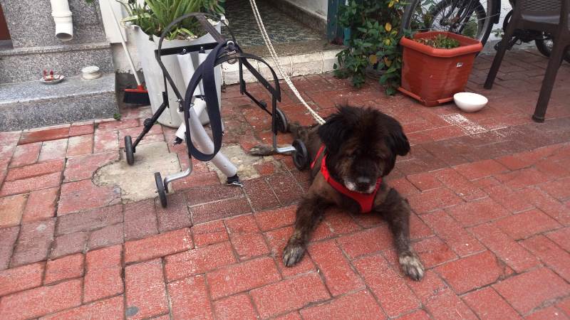 Kaza Sonucu Felç Kalan Balon’un Yaşama Azmi…