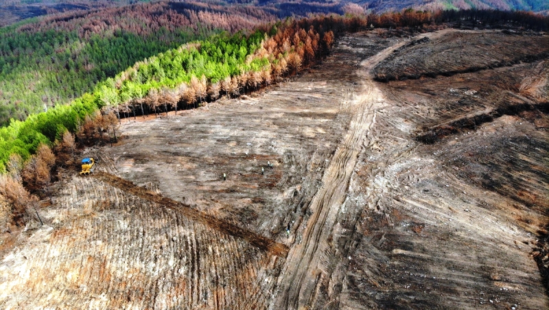 Yanan Orman Alanları 20 Milyon Fidanla Buluşacak…