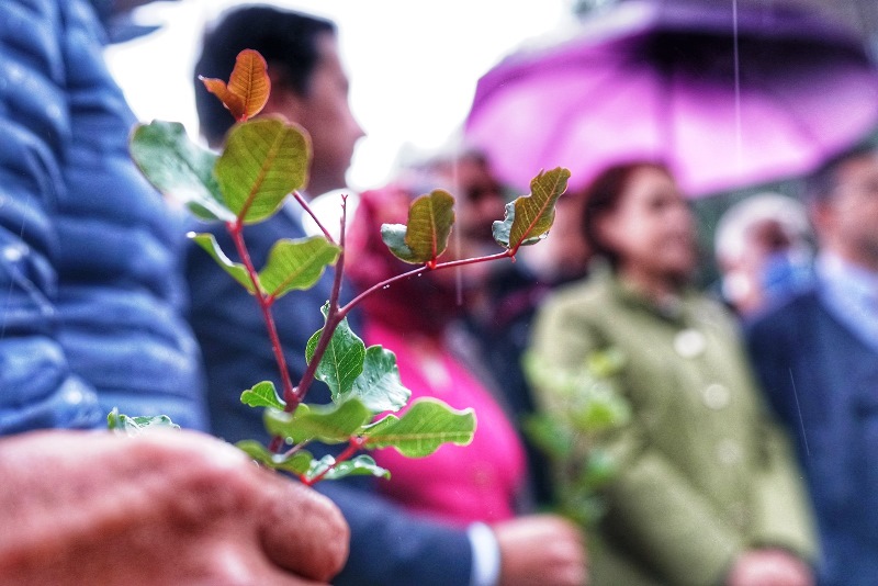 Üreticilere 20 Bin Adet Keçiboynuzu Fidanı Dağıtıldı…