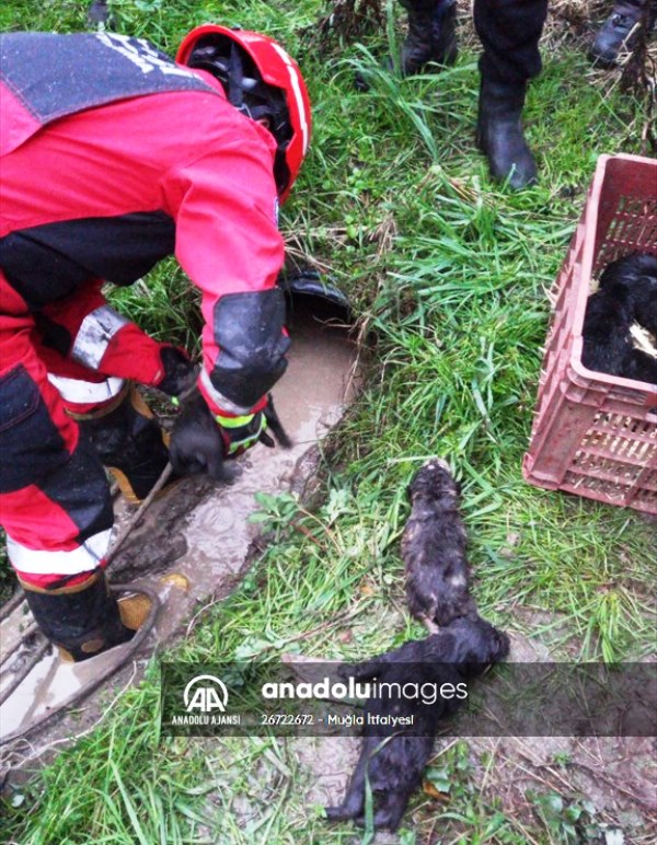 Boruya Sıkışan 3 Köpek Yavrusunu İtfaiye Kurtardı…