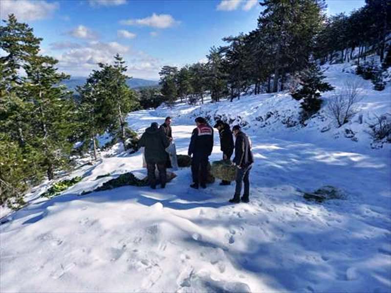 Muğla’da Yaban Hayvanları İçin Doğaya Yem Bırakıldı…